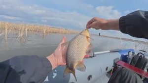 Ловля крупного карася и сазана на удочку с поплавком. Рыбалка в спокойном месте.