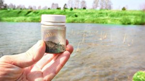 С этим облавливаю всех на водоеме! Даже опытные разводят руками  Карась карп просто без ума от этого