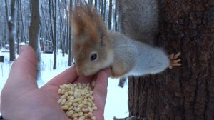 Покормил Балерину
