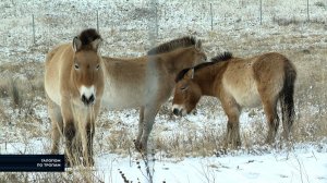 Заповедный Улух-Коль и его обитатели - в программе "Галопом по тропам"