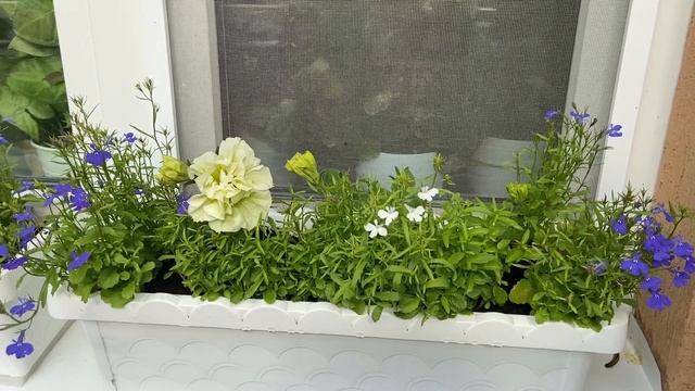 Весна на моей веранде или "Наконец-то я всё посадила!" смотреть онлайн