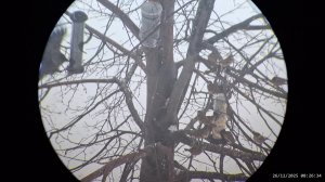 Кормушка для птиц 26.12.2025