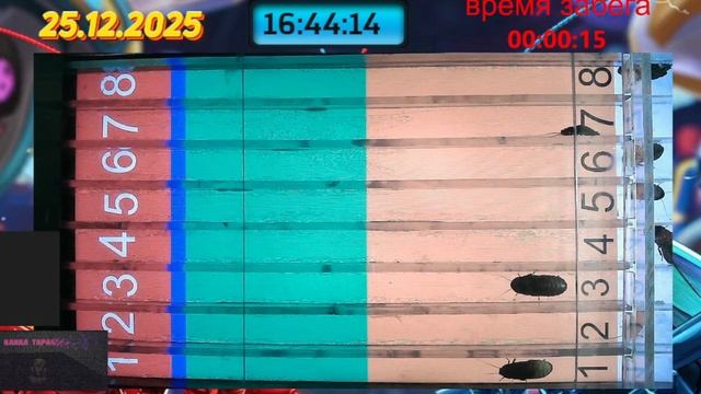 Мадагаскарский Таракан забег 25.12.2025 смотреть онлайн