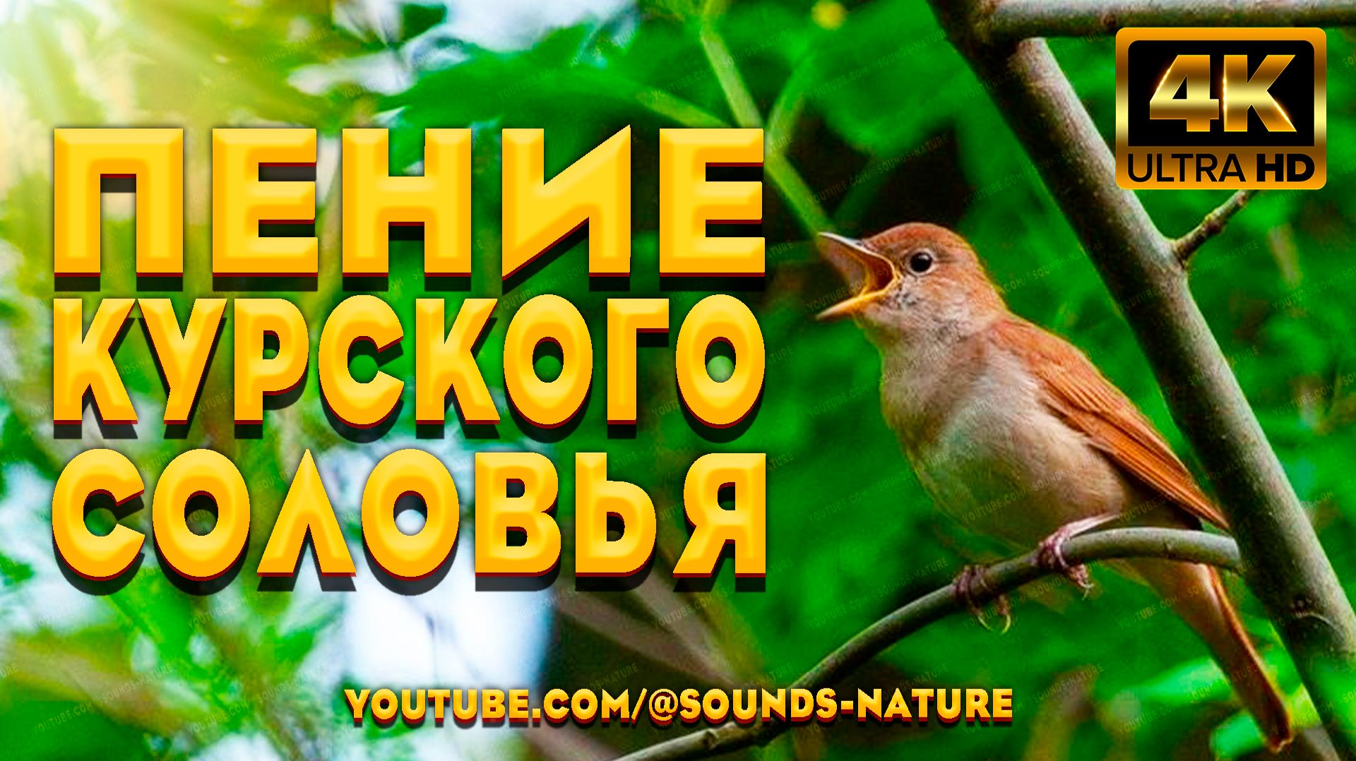 Пение курского соловья весной создаёт атмосферу счастья, гармонии и здоровья. Звуки природы ASMR. смотреть онлайн