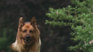 КОМИССАР РЕКС