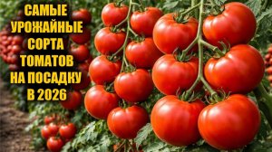 Эти ТОМАТЫ обязательно посажу в 2026. Томаты посадил и не знаешь проблем, много урожайных сортов!