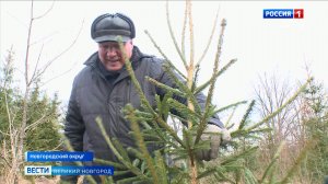 ГТРК СЛАВИЯ Вести Великий Новгород 26.12.25