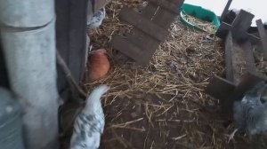 Сегодня попробовала для себя новую подработку. Хохлатка порадовала, яиц будет больше.