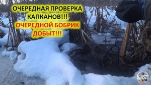 Попал очередной бобрик. Охота на бобра с капканами. Проверка капканов на бобра