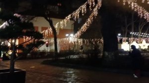 пред новогодний Зеленоградск город кошек