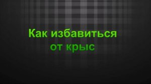 Как избавиться о  крыс