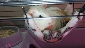 Морская свинка