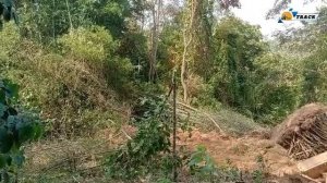 Отличная работа оператора бульдозера CAT D6R XL, раздвигающего корни бамбуковых деревьев, покрывающи