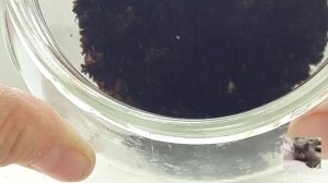 Запертый террариум-лес, который сможет сделать каждый