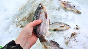 Есть секрет на карася зимой! Как ловить килограммового карася в январе феврале марте со льда?