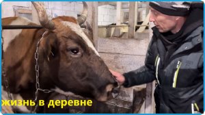 ЧТО НЕ ДЕЛАЕТСЯ, ВСЁ К ЛУЧШЕМУ, ПЕРВЫЙ ОТЁЛ КОРОВЫ В ЭТОМ СЕЗОНЕ, ЖИЗНЬ В ДЕРЕВНЕ