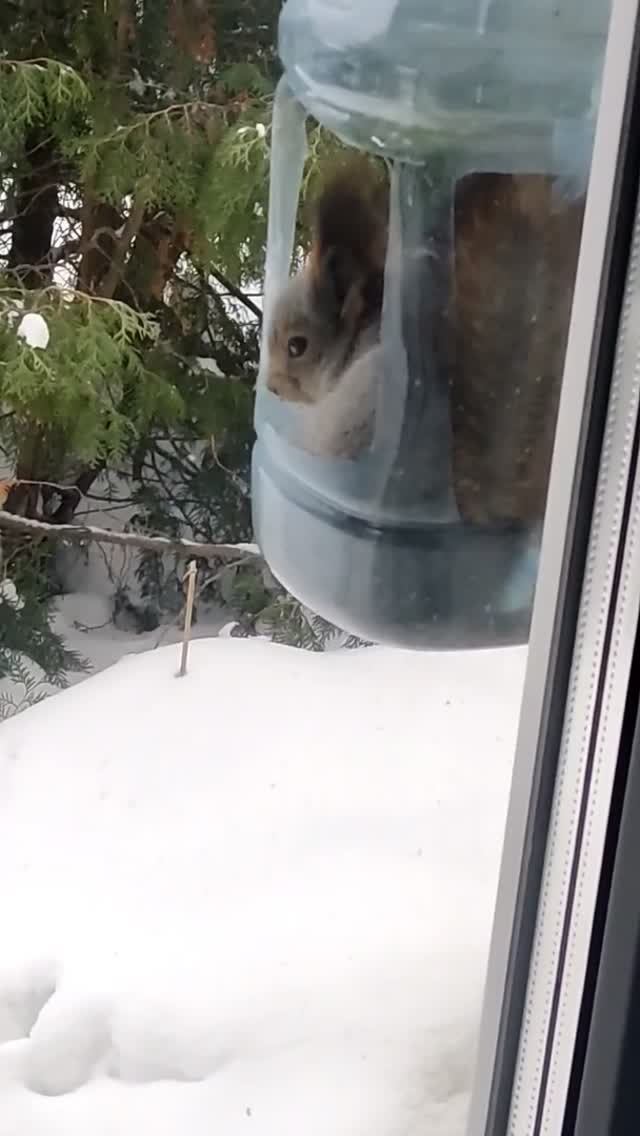 Белочка в птичьей кормушке смотреть онлайн