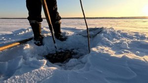 Проверка удочек. 24 день.