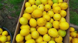 Лимоны за 50 рублей кг
