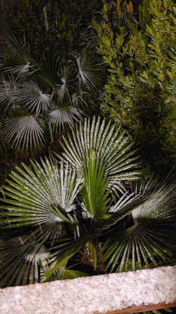 Вот и в Геленджик пришла атмосфера Нового года  Прямо сейчас ☃️ смотреть онлайн