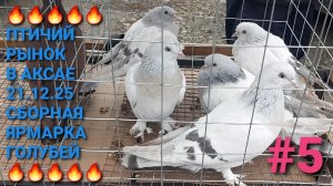 🔥🔥🔥 Птичий рынок в Аксае 21.12.25. Сборная ярмарка голубей.  Часть 5. Pigeons Fair. Bird Market.