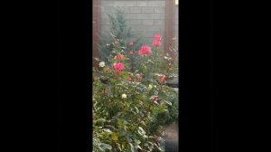 Краски крымской осени