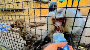 Нам с Алиной приходится в четыре руки кормить гамадрил,я взяла на себя Елисея,а Алина Люсю)))