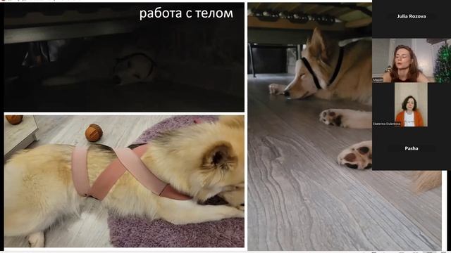 Маша и Дома в рубрике собака_с_изюмом
