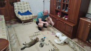 Надо убраться. В комнате всё раскидано. Кот дремлет.