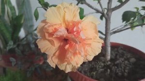 Как обрезаю свой гибискус.