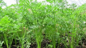 Сергей Богатский : Обзор семян от СЕДЕК, Серия Ажур.