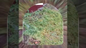 1000043559.mp4 (Собака слушает о протяжке болтовых соединений в водном электрощите в гараже у дома)