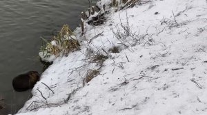 Встреча с Лебедем 26.12.25.