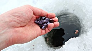 Рыба не будет клевать зимой если у рыболова пахнут этим руки! Какие запахи отпугивают рыбу зимой?