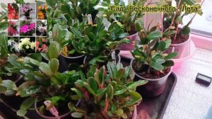 Рипсалидопсисы. Результаты пересадки и формирования. 26.12.2025