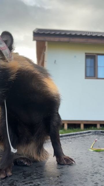 Малышка Фрау! енотовиднаясобака енот лиса собака животные питомцы экзотическиепитомцы лес