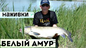 Лучшие наживки на которые всегда клюет белый амур! На что ловится белый амур? На что клюет амур?