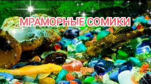 Спасибо, Господи за всё 🙏 - Made With SUNO