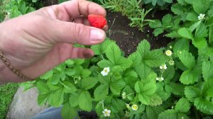 Сколько лет может плодоносить земляника (не виктория!)?