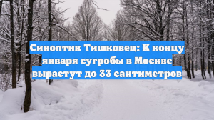 Синоптик Тишковец: К концу января сугробы в Москве вырастут до 33 сантиметров