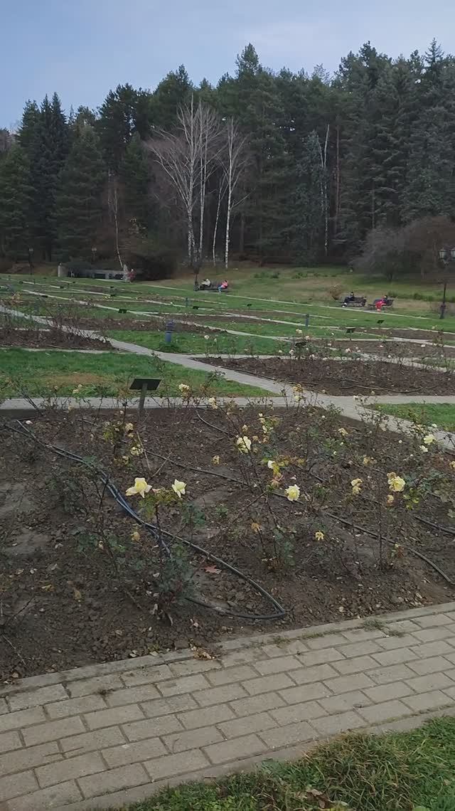 Долина роз в ноябре! Ещё цветут! Кисловодск! смотреть онлайн