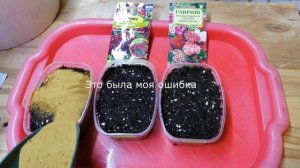 Посев и всходы трёх сортов гвоздики турецкой