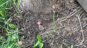 Криминал недели в программе «По горячим следам», выпуск 25 декабря