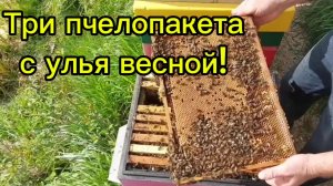 Три пчелопакета с улья весной!