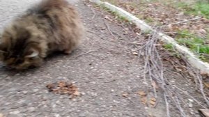 Накормила голодную кошечку.