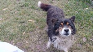 тиша в гости пришёл