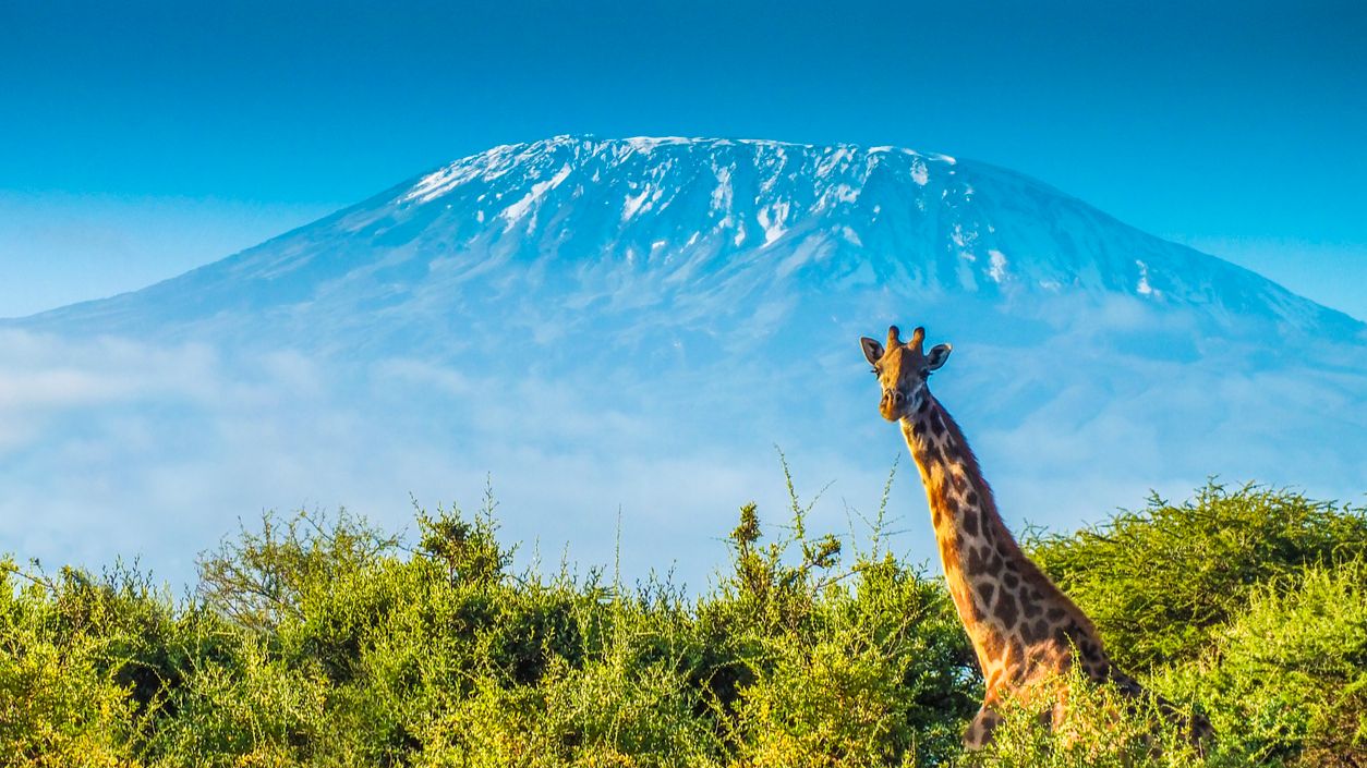 Программы на 2026 год смотреть онлайн