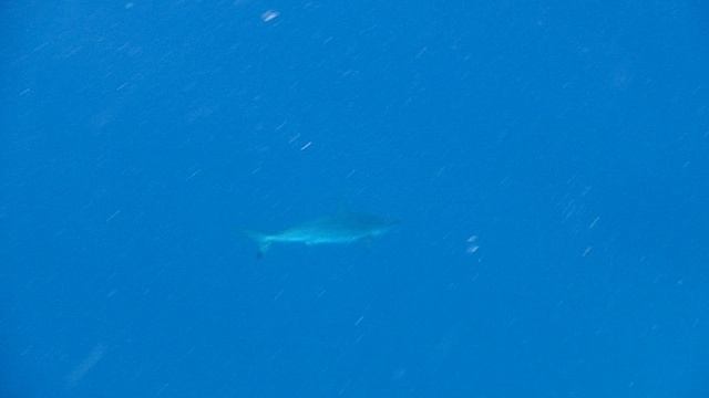 Красава мадам Акула.Красное море. Макади. Бухта Шарм-Эль-Араб. Декабрь 2025.