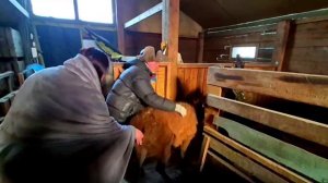 Лама переехала в зоосад «Приамурский» из Комсомольска