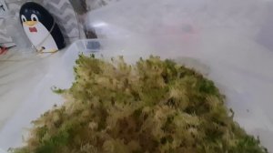 Распаковка посылки. Получила полезности для моих орхидей.